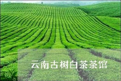 云南古树白茶茶馆/2023061413759