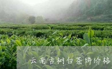 云南古树白茶饼价格/2023071451471