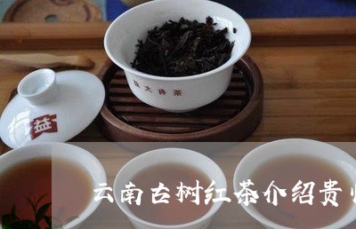 云南古树红茶介绍贵州古树红茶图片/2023060489372