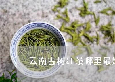 云南古树红茶哪里最好/2023092117370