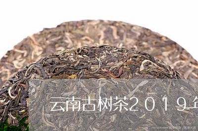 云南古树茶2019年春茶价格/2023053129594