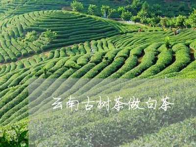 云南古树茶做白茶/2023061497460