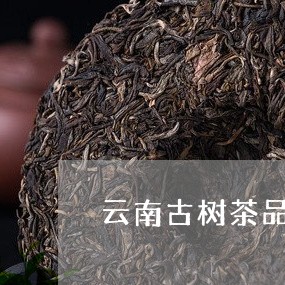 云南古树茶品牌云月古树茶/2023051248582