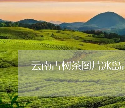 云南古树茶图片冰岛古树茶口感特点/2023060439593