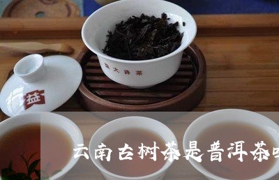 云南古树茶是普洱茶吗/2023062242718