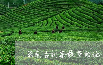 云南古树茶最多的地方/2023071690794