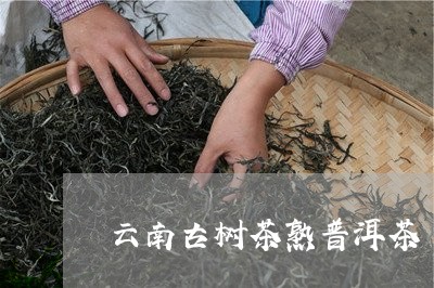 云南古树茶熟普洱茶/2023101633826