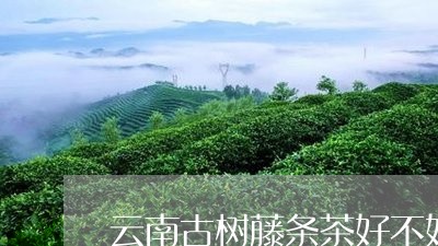 云南古树藤条茶好不好/2023092163827