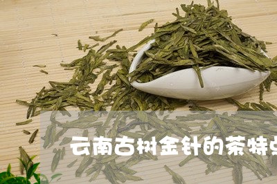 云南古树金针的茶特点/2023071653626