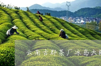 云南古郡茶厂冰岛大树生茶/2023051260395