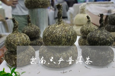 云南只产普洱茶/2023112636168