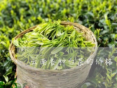 云南各种白茶的价格/2023121635950