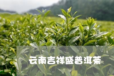 云南吉祥盛普洱茶/2023101608179