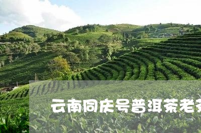 云南同庆号普洱茶老茶/2023100707268