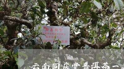 云南同庆堂普洱茶一品九州/2024010469672