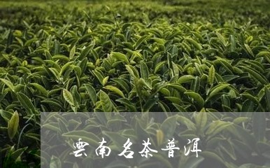 云南名茶普洱/2023042911432