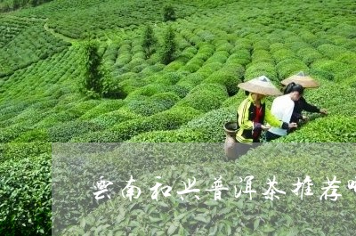 云南和兴普洱茶推荐哪个好/2023052886258