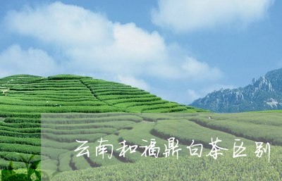 云南和福鼎白茶区别/2023071439270