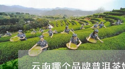 云南哪个品牌普洱茶好/2023100826049