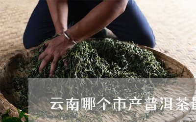 云南哪个市产普洱茶最多/2023082757171