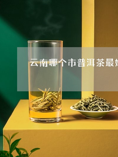 云南哪个市普洱茶最好/2023100799370