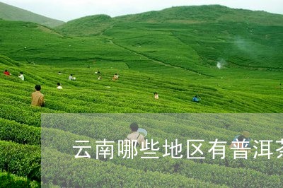 云南哪些地区有普洱茶/2023100555149