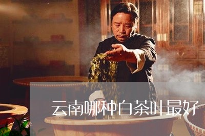 云南哪种白茶叶最好/2023071482803