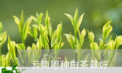 云南哪种白茶最好/2023061495148