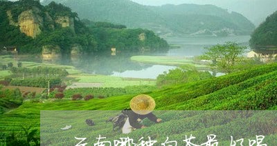 云南哪种白茶最好喝/2023071482704