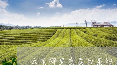 云南哪里有卖白茶的/2023121655150