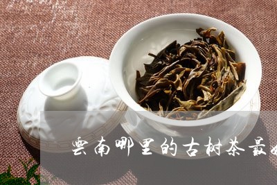 云南哪里的古树茶最好/2023071617040