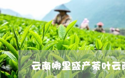 云南哪里盛产茶叶云南有些什么茶叶/2023060467603