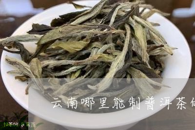 云南哪里能制普洱茶的地方/2023112849581