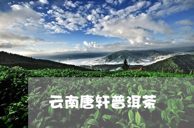 云南唐轩普洱茶/2023112653616