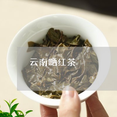 云南嗮红茶/2023041786990