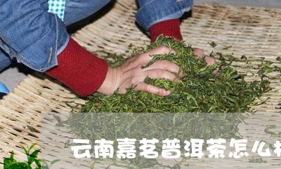 云南嘉茗普洱茶怎么样/2023062094047