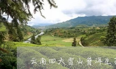 云南四大雪山普洱生茶/2023092427138