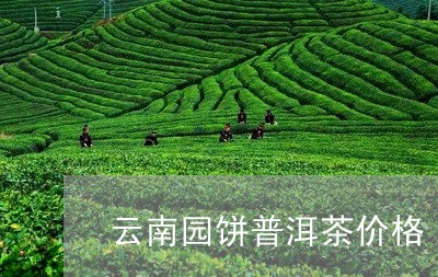 云南园饼普洱茶价格/2023062596938