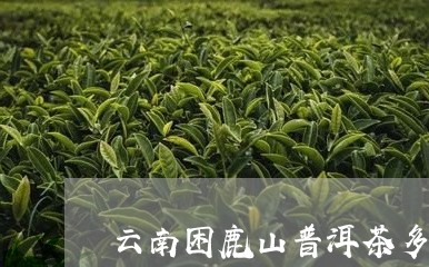 云南困鹿山普洱茶多钱/2023072221714