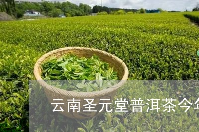 云南圣元堂普洱茶今年/2023062420582