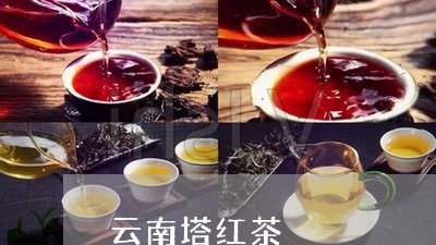 云南塔红茶/2023090267260