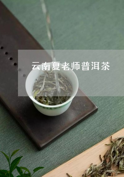 云南夏老师普洱茶/2023112663925