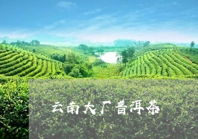 云南大厂普洱茶/2023081803627