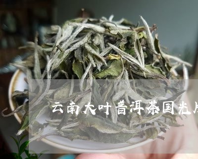 云南大叶普洱茶国光牌/2023073191806