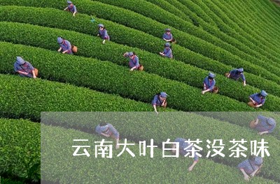 云南大叶白茶没茶味/2023071442827