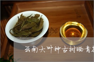 云南大叶种古树晒青茶/2023071641026