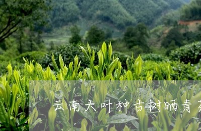 云南大叶种古树晒青茶/2023092174937