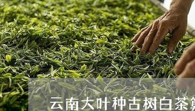 云南大叶种古树白茶算普洱吗/2023052702706