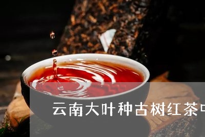 云南大叶种古树红茶中国红碎茶产量/2023060445848