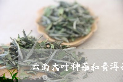 云南大叶种茶和普洱茶/2023062406280